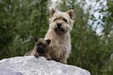 CAIRN TERRIER 439